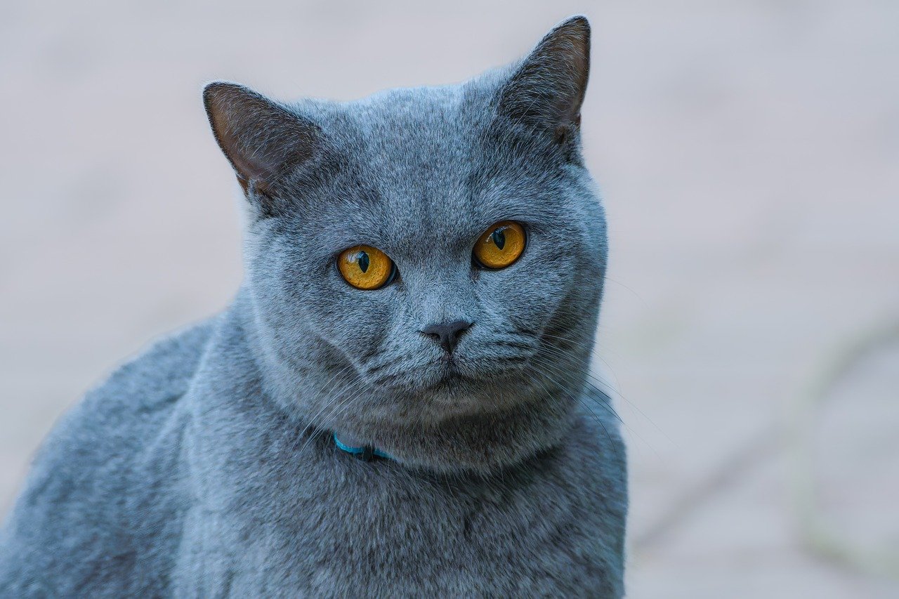 The Unique Characteristics of the Scottish Fold Cat